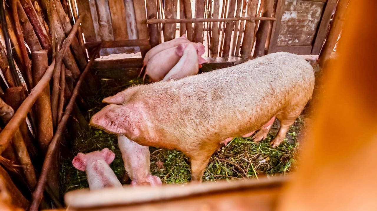 School community development